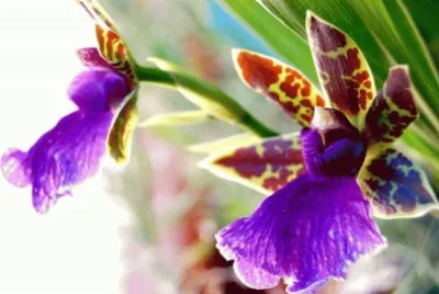 flores