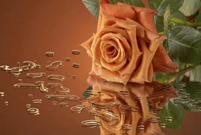 flores