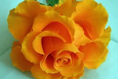 flores
