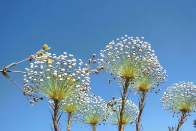 Natureza jigsaw puzzle