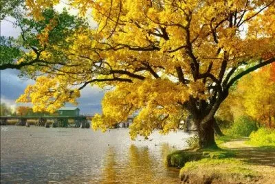 Lake jigsaw puzzle