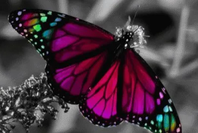 mariposas