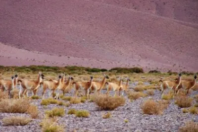 Cerca de Cortaderas. Catamarca. Argentina jigsaw puzzle