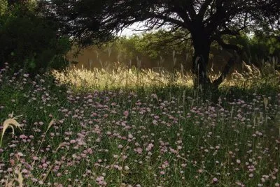 En Forres. Santiago del Estero. Argentina