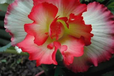 begonia