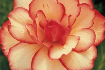 begonia