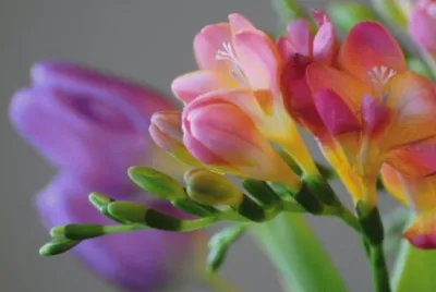 fresias