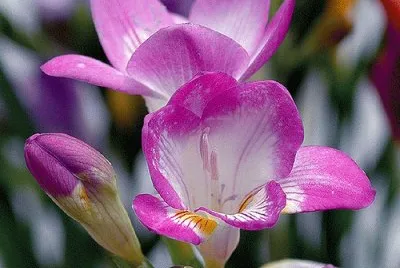 fresias