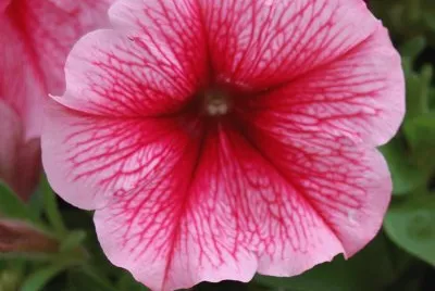 petunia