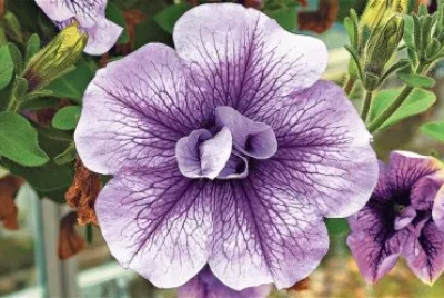 petunia