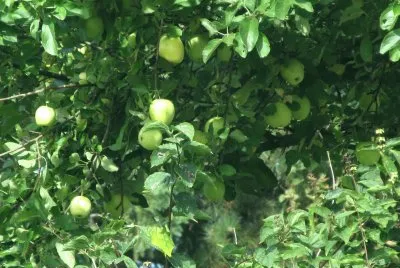 Lots of apples this year!