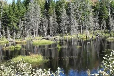 Even a swamp can be scenic!