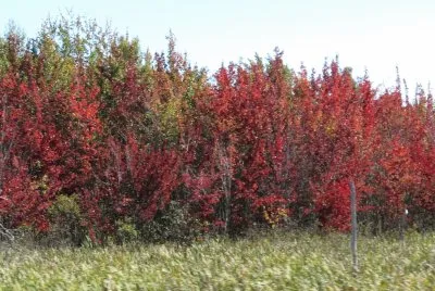 Fall colours are starting !