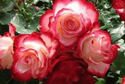 flores jigsaw puzzle