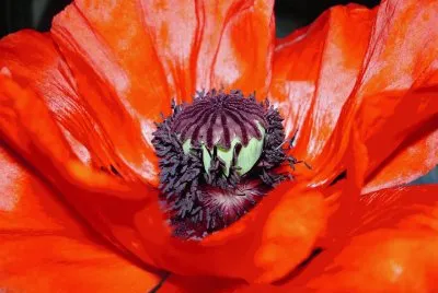 amapola