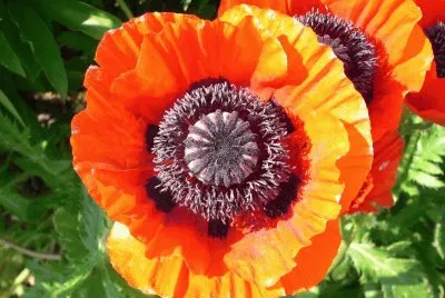amapola