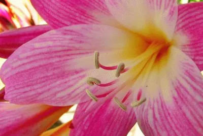 amaryllis