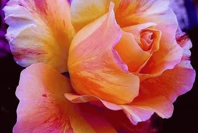 Beautiful Rose