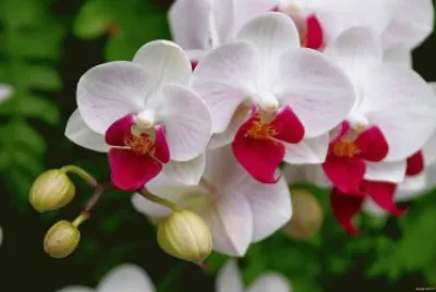 flores