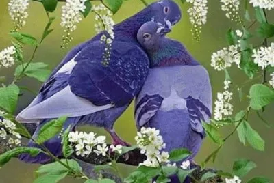 amor