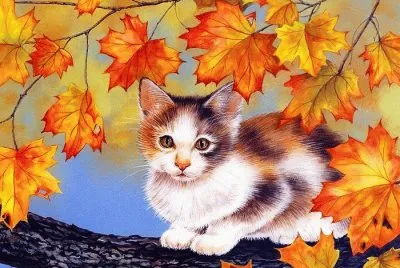 gato