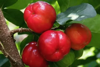 acerola
