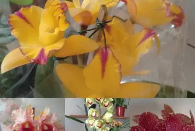 orquÃ­deas jigsaw puzzle
