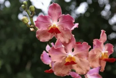 flores