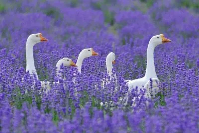 Natureza