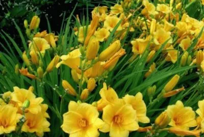 hemerocallis
