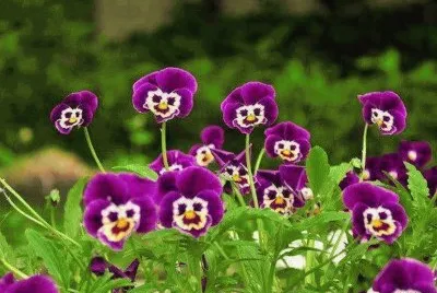 flores jigsaw puzzle