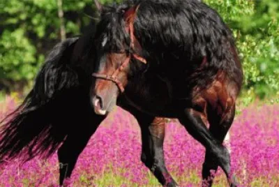 פאזל של Flowers