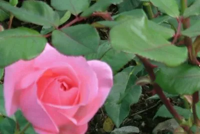 rose
