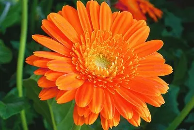 calendula