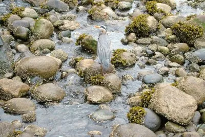 bird