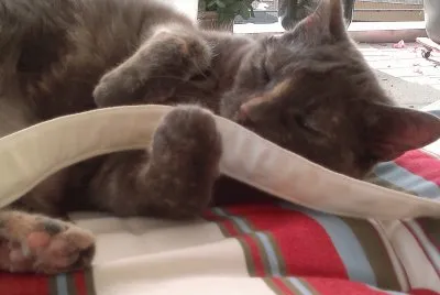 Katze