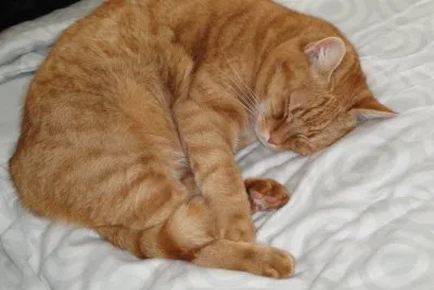 Katze jigsaw puzzle