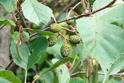 Catkins jigsaw puzzle