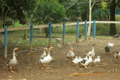 Gansos e Galinha de Angola