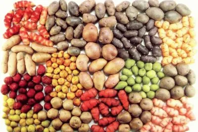 118-potatoes,potatos