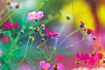 flores