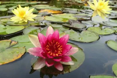 flores