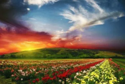 flores