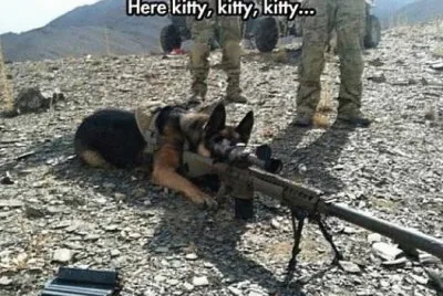 Here KITTY