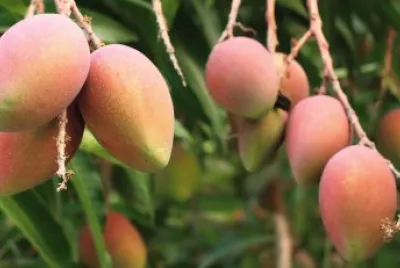 Descubre las frutas tropicales