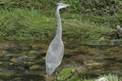 dans un ruisseau
