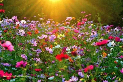 flores
