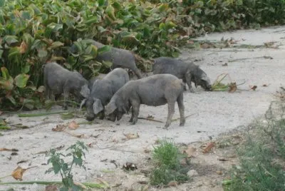Pata negra