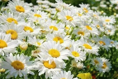 Field of Daisy 's