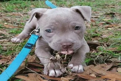 pitbull cachorro
